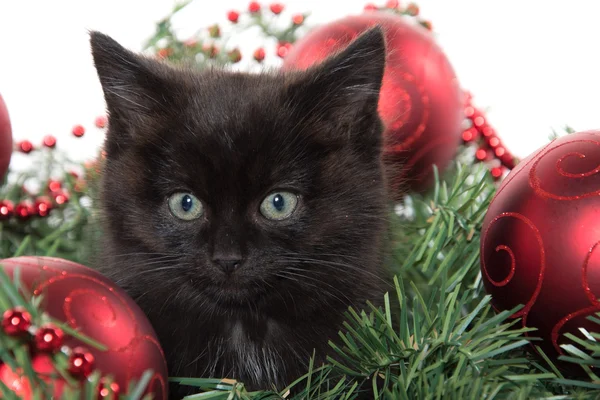 Carino gattino nero in decorazioni natalizie — Foto Stock