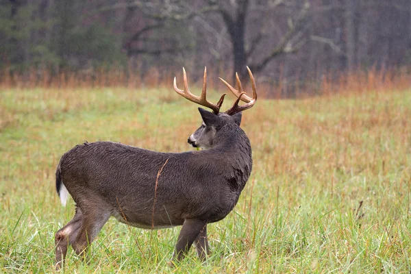 Witstaarthert buck in regen — Stockfoto