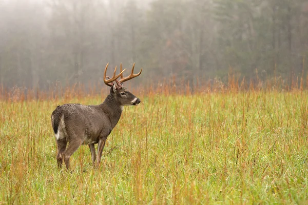 Veado-de-cauda-branca buck na chuva — Fotografia de Stock