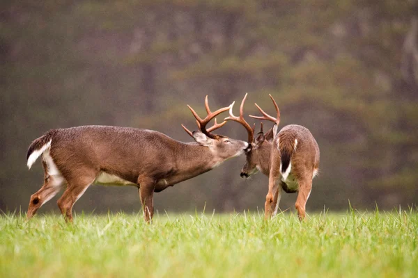 Dois cervos de cauda branca $grooming — Fotografia de Stock