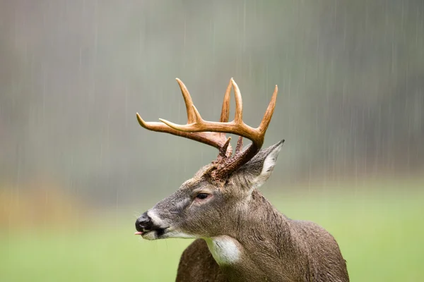 Vitsvanshjort buck i regn — Stockfoto