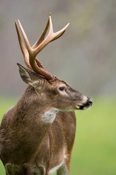 Cervo dalla coda bianca buck sotto la pioggia — Foto Stock