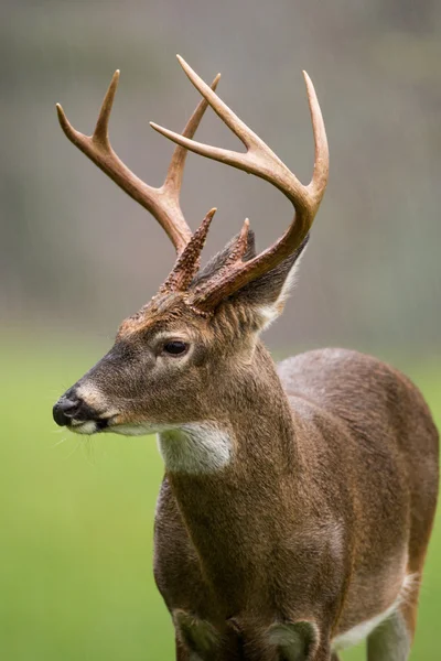 White-tailed deer buck in rain — Stock Photo, Image