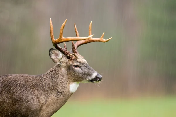 Vitsvanshjort buck i regn — Stockfoto