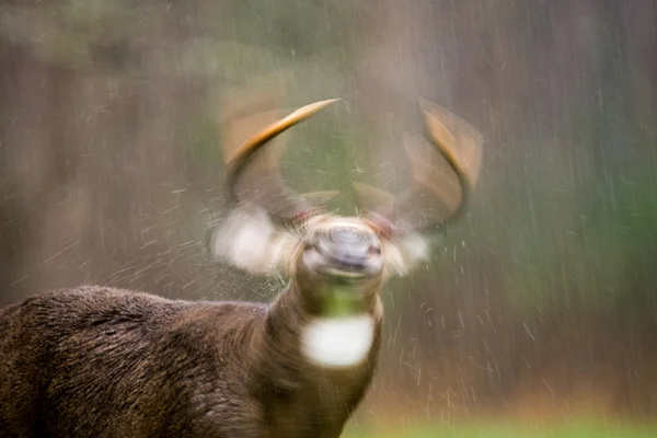 Le cerf de Virginie secoue la pluie — Photo