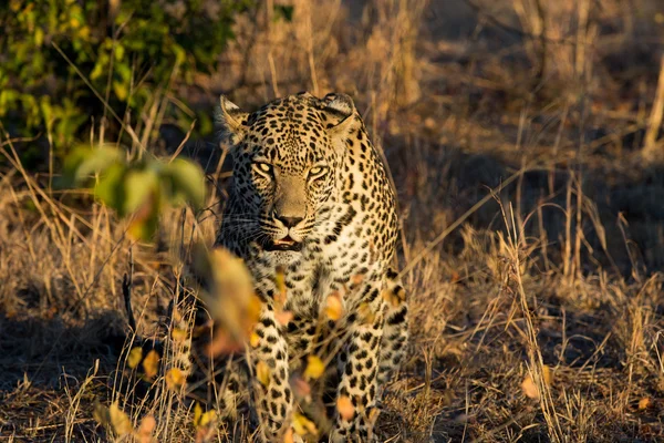 Leopard vilar i skuggan i bushen under morgonen — Stockfoto
