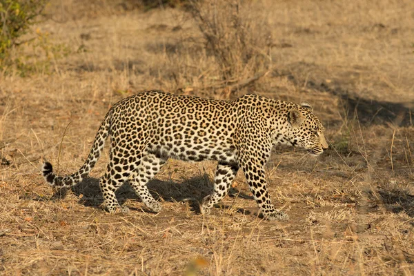 Leopard in de ochtendzon — Stockfoto