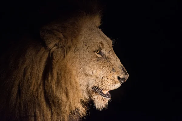 Leeuw op nacht — Stockfoto