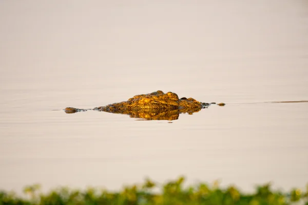 Su kuyusu, Nil timsahı — Stok fotoğraf