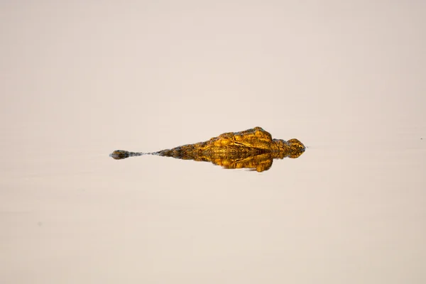 Krokodyl nilowy w otwór wody — Zdjęcie stockowe