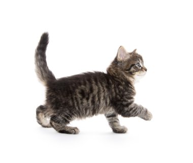 Şirin Bebek tabby yavru kedi beyaz