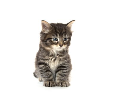 Şirin Bebek tabby yavru kedi beyaz