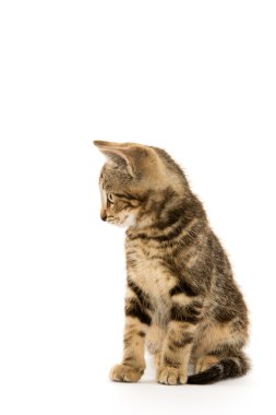 şirin tabby yavru kedi 