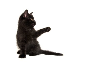 sevimli siyah yavru kedi