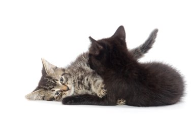 oynayan iki şirin yavru kedi