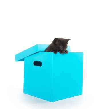 Sevimli siyah yavru kedi kutusu