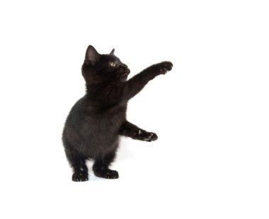 sevimli siyah yavru kedi beyaz