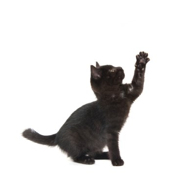 sevimli siyah yavru kedi beyaz