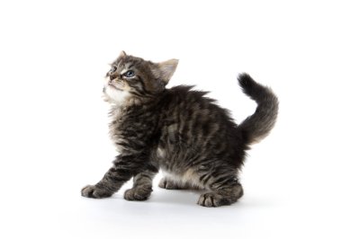 Beyaz oynayan sevimli tabby yavru kedi