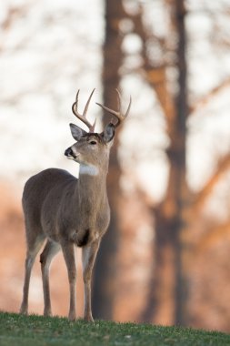 Büyük Beyaz kuyruklu buck bir yamaca