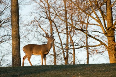 Büyük Beyaz kuyruklu buck bir yamaca