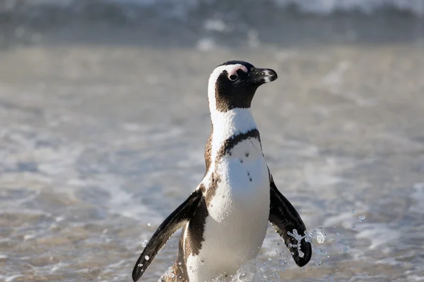 ビーチでのアフリカのペンギン — ストック写真