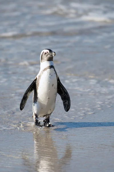 African penguin on the beach — Stock Photo, Image