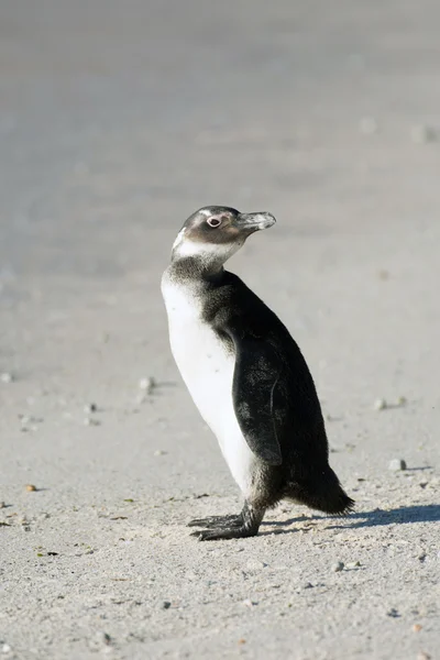 Immature African penguin on the beach — Stock Photo, Image