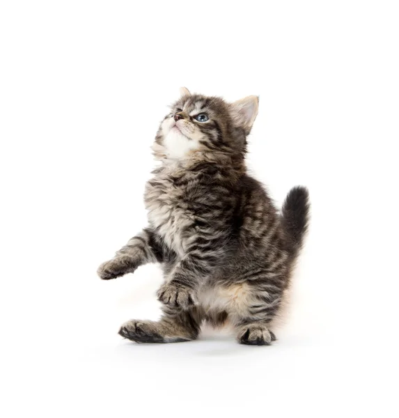 Lindo tabby gatito jugando en blanco —  Fotos de Stock