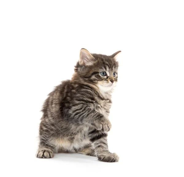 Mignon bébé tabby chaton sur blanc — Photo