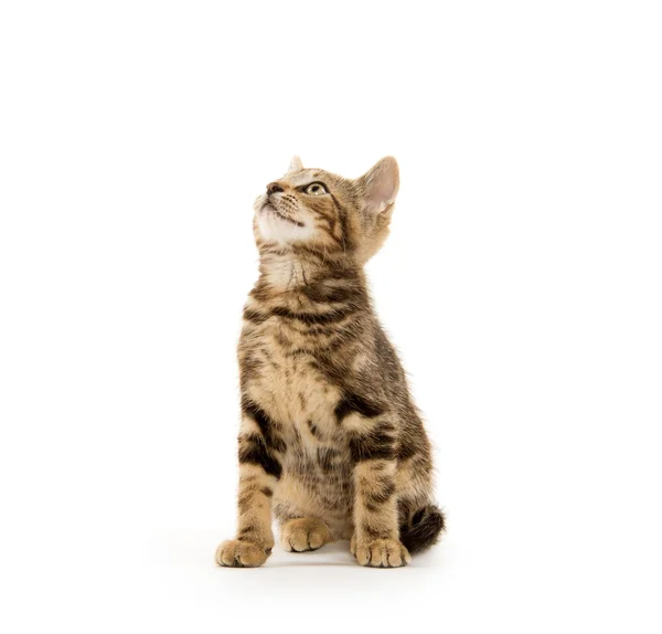 Gatinho bonito tabby — Fotografia de Stock