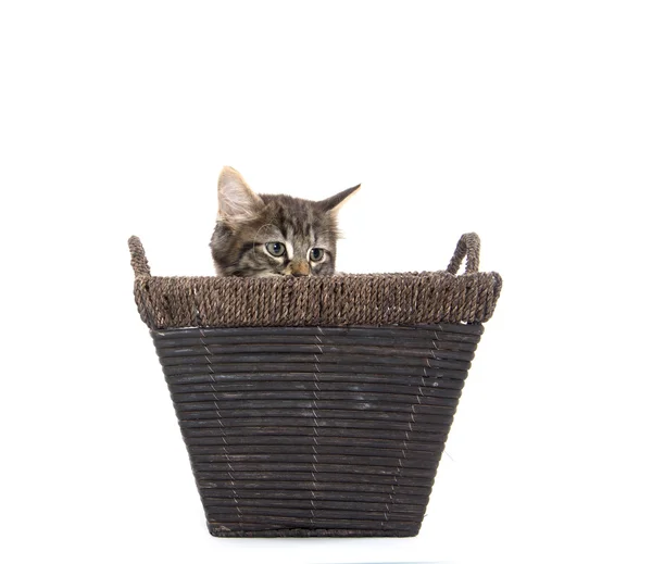 Cute tabby kitten in basket — Stock Photo, Image