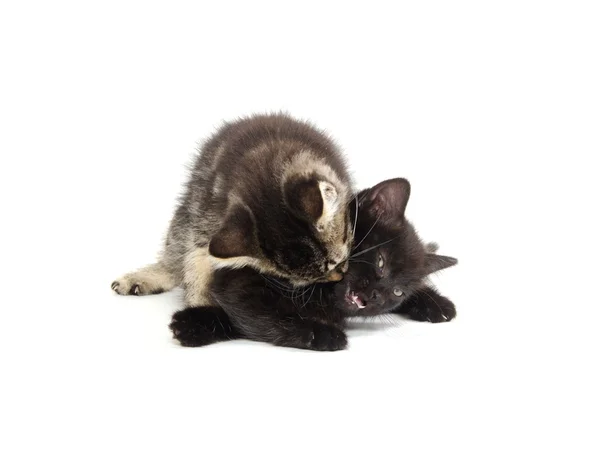 Играют два милых котенка — стоковое фото