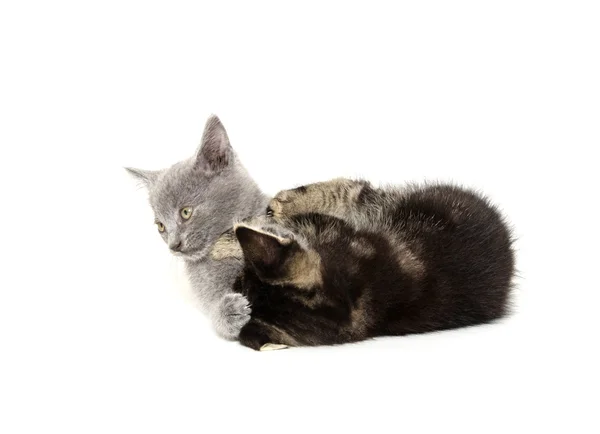 Dois gatinhos bonitos no branco — Fotografia de Stock