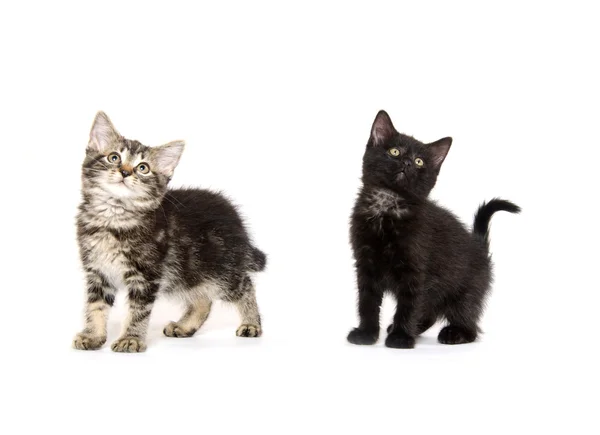 Due gattini carini — Foto Stock