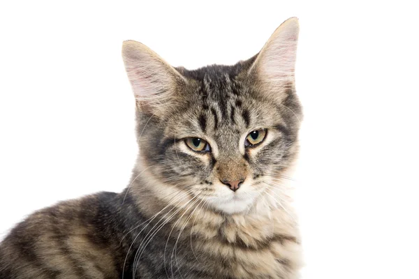 Cute tabby kitten on white — Stock Photo, Image