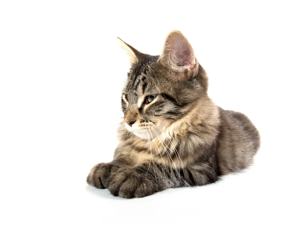 Lindo gatito tabby en blanco — Foto de Stock