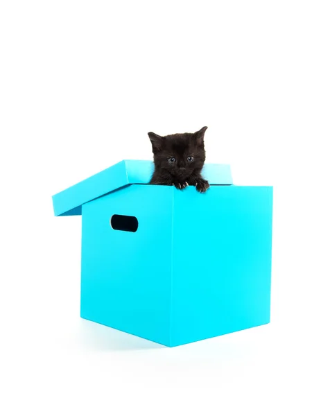 Cute black kitten in box — Stock Photo, Image