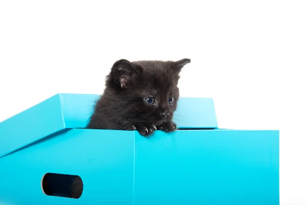 Cute black kitten in box — Stock Photo, Image