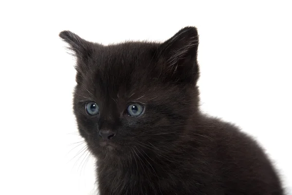 Leuk zwart katje op wit — Stockfoto