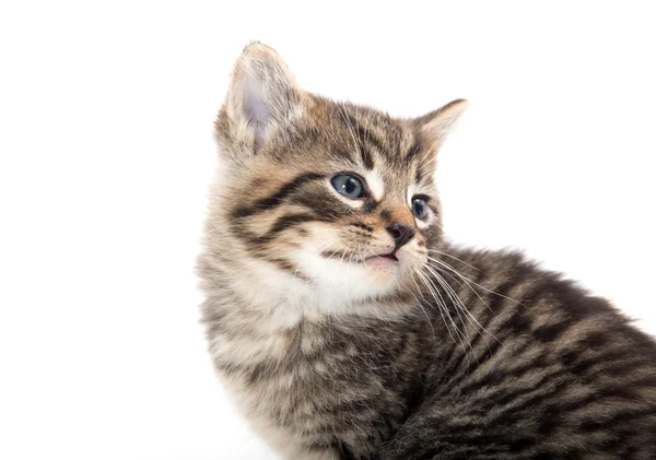 Lindo tabby gatito llorando en blanco —  Fotos de Stock