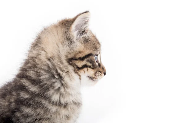 Gatinho bonito tabby chorando no branco — Fotografia de Stock