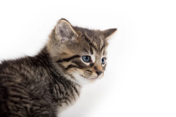 Mignon tabby chaton pleurer sur blanc — Photo