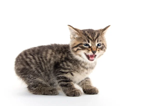 Cute tabby kitten crying on white — Stock Photo, Image