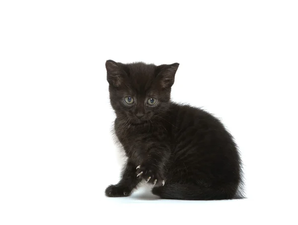 Gatinho preto bonito — Fotografia de Stock