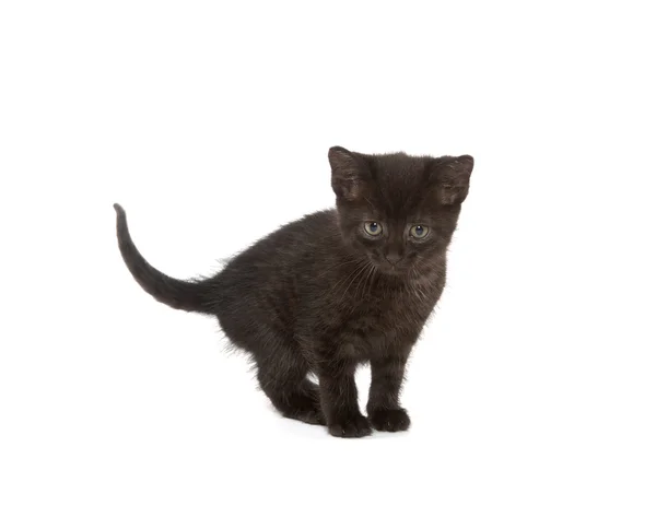 Cute black kitten — Stock Photo, Image