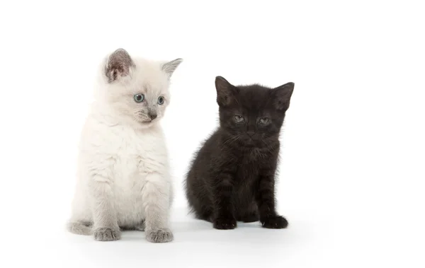 Dos gatitos lindos — Foto de Stock