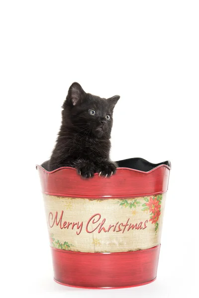 Симпатичный черный котенок в рождественской банке — стоковое фото