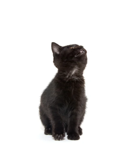 Lindo gatito negro en blanco — Foto de Stock