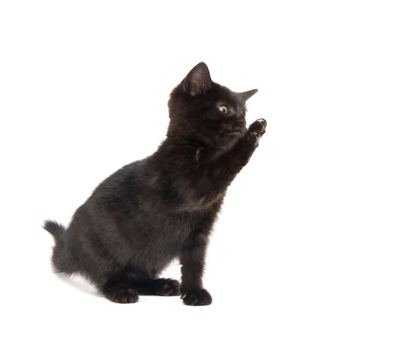 Sevimli siyah yavru kedi beyaz — Stok fotoğraf